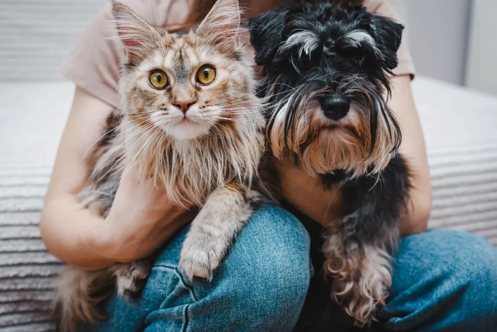 Hund und Katze auf dem Schoss
