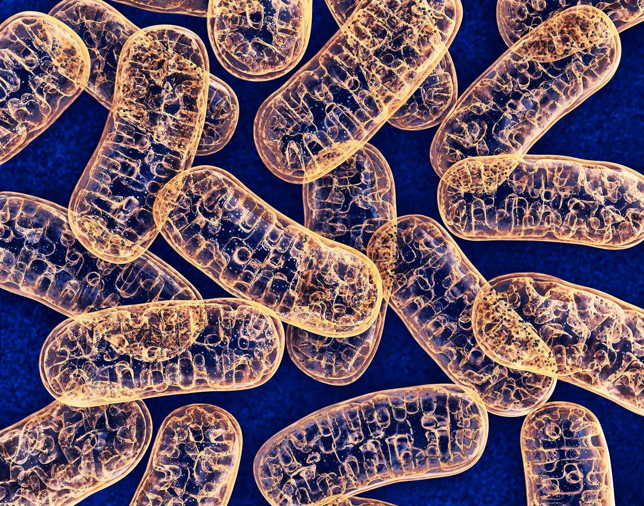 Mitochondrien